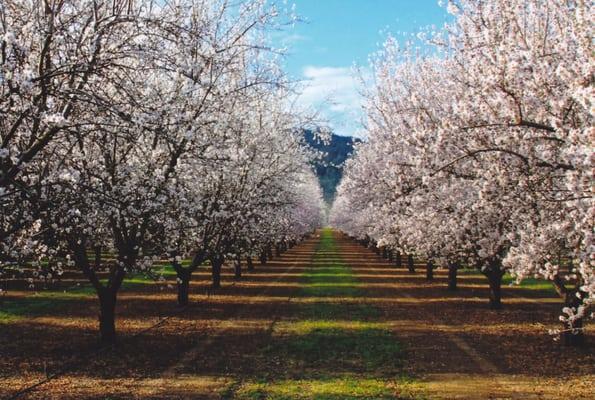 Almond Wood Colony in full bloom! Come see it this next summer!