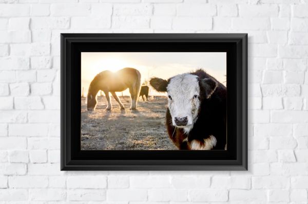 Photobomb cow framed in black.