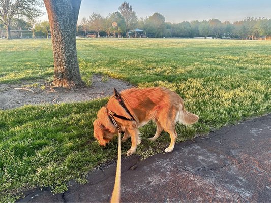 Soccer field and walking path