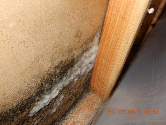 Mold Growth