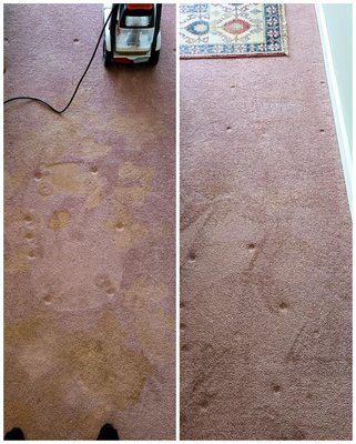 First treatment for a carpet cleaning.