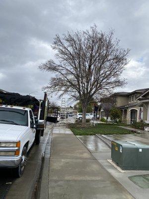 Tree service