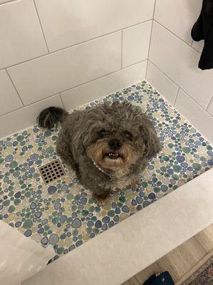 Even Princess loves her new shower.