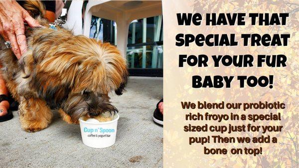 Your PETS Can Have Their Froyo Cafe Experience As Well :-)