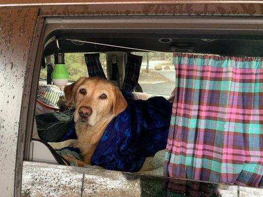 Lola enjoying the warm van after a day in the snow!