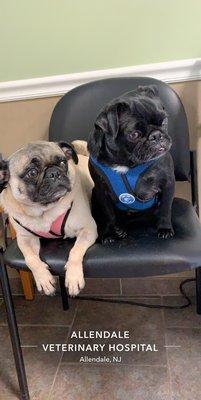 Bruce & Rosie waiting for their favorite vet Dr. Stein!