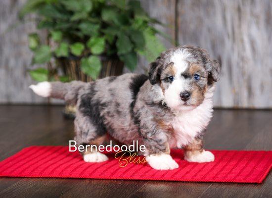 Standard Tri-Merle Bernedoodles