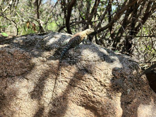 Bear Canyon Trail