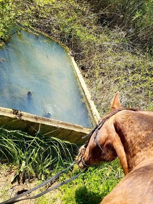 Riverplantation Horseback Riding