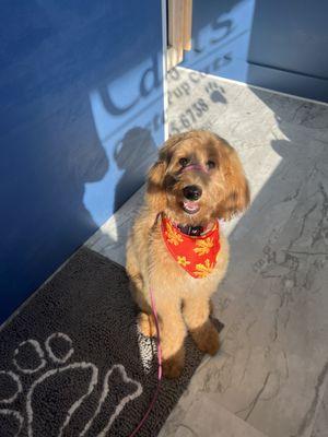 Poppy at checkout after her first groom!