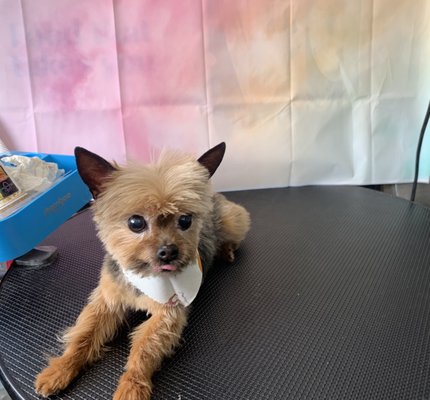 Harley, Yorki, @ her 6wk. Grooming appt.
#westminstermdmobilegrooming #westminstermobiledoggrooming #westminstermobiledoggrooming