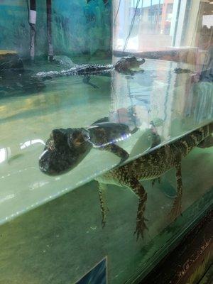 Albert and Alberta live alligators on display