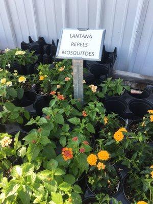 Lantana is what I came for.