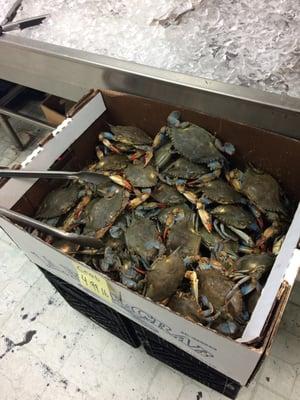 Fresh living crabs.