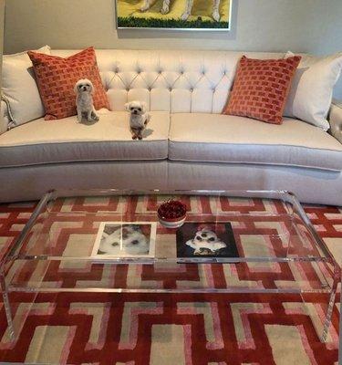 large custom acrylic coffee table with shelf, contrasted with small dogs.