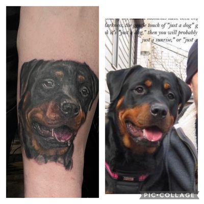 Rottie portrait by Mike Pastore.