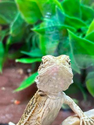 Cute bearded dragon