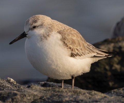 Sanderling on Point Lookout Jetty.