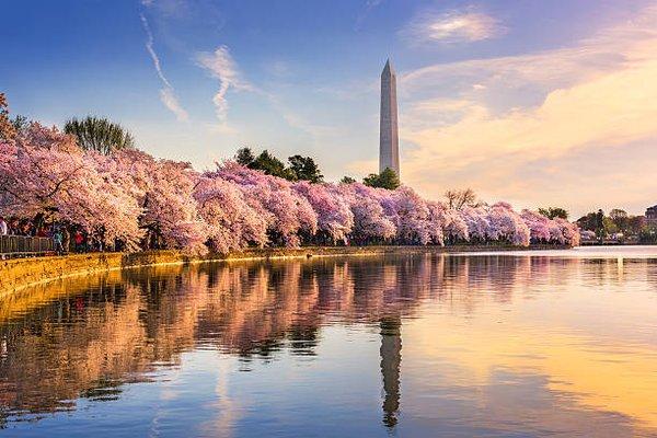 Spring Cherry Blossom