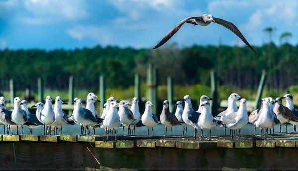 Itty bitty gull committee.