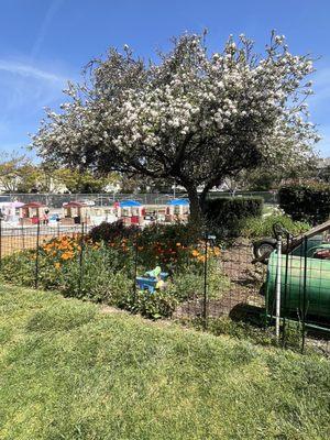 apple tree and garden area