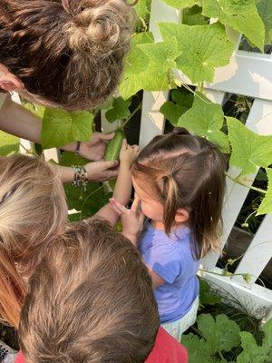 Harvesting our veggies from the gardens.