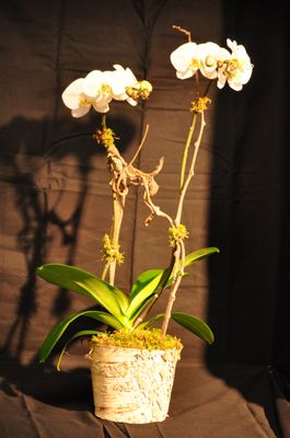 Full line of Orchids!