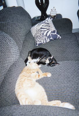 cats on a typical cat boarding at our home.  We treat every pet special!