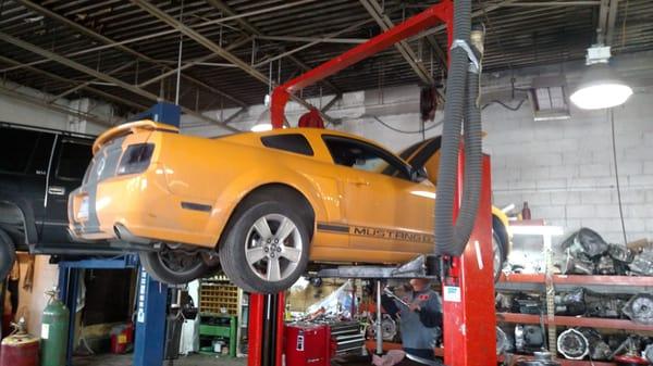 Ford Mustang High Performance Racing Transmission Service at Royal Transmission of Dearborn