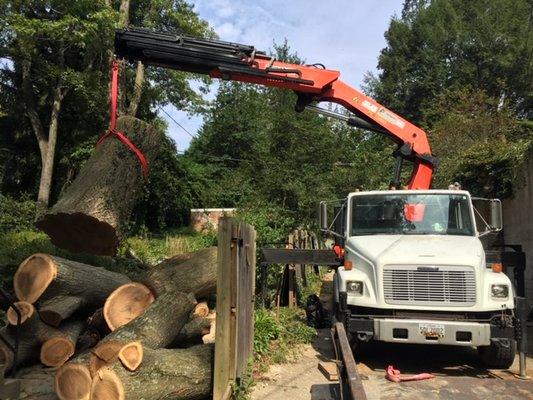 Affordable Tree Removal