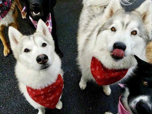 Valentine's Day lick.