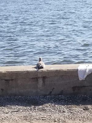 Seagull just chillin