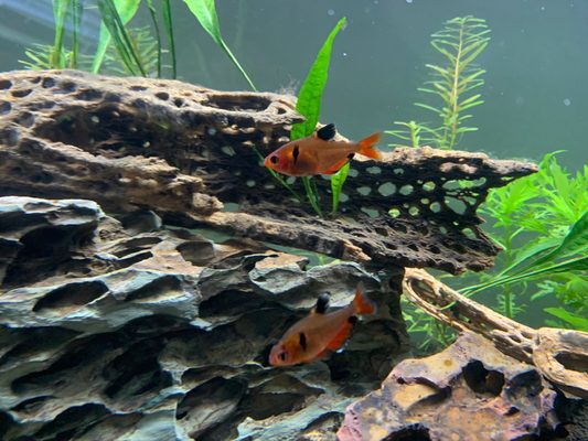 Serpae Tetras,Aquatic plants,Dragon scale rock