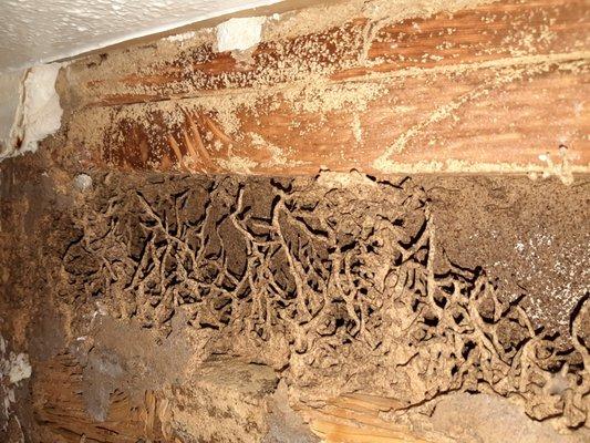 Formosan termite carton nest