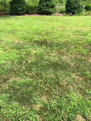 Lawn mid summer after multiple crab grass applications...All crab grass, minimal lawn and no answers from the company...