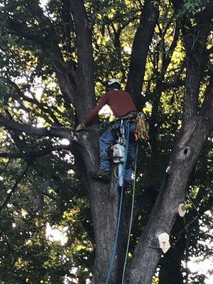 Took great care not to damage our property when he dropped limbs