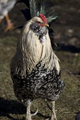 Chickens greet visitors, but our cows, goats, sheep, pigs, ducks and rabbits await your visit!