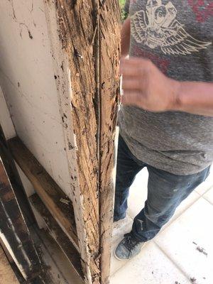 Dry rot with termites that were coming up drains, into the apartment and on furniture