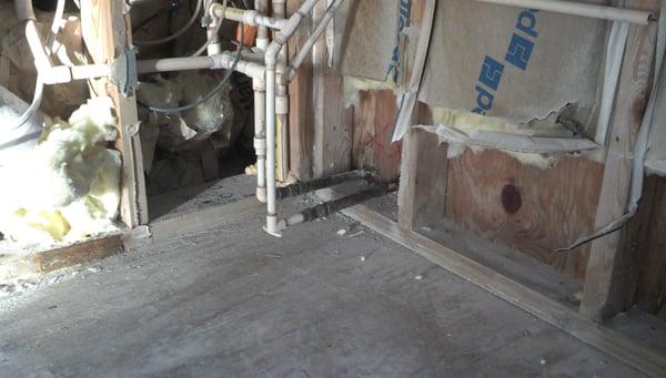 Mold from flood damaged home "After"