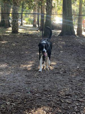 Large dog park area