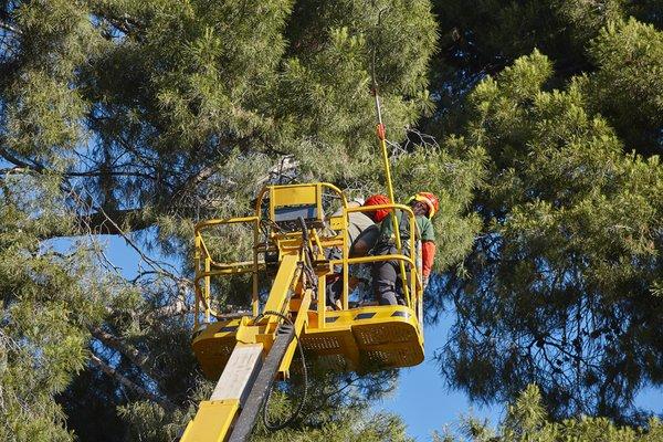 We are a professional tree removal service.