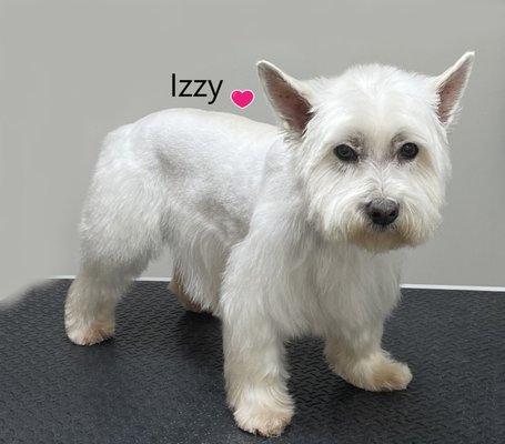 Izzy after his grooming