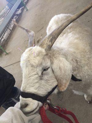 A sleepy goat during acupuncture!