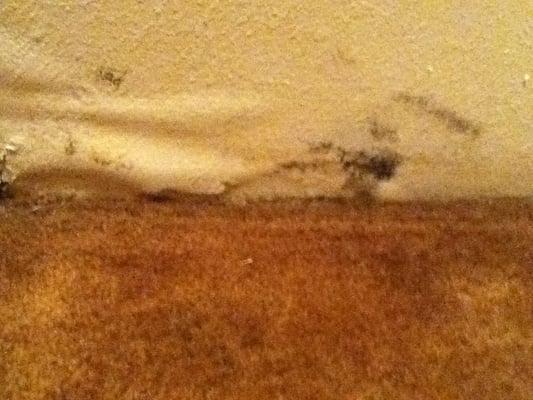 Mold growing in our hall closet.