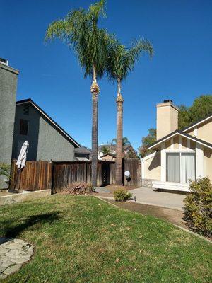 Palm tree clean up.