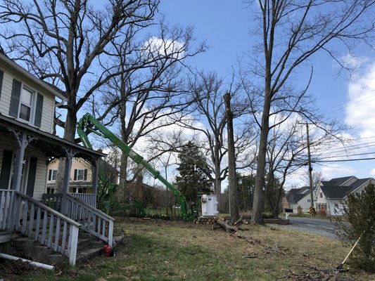 Taking down a dead Oak Tree