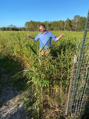 Corn Maze- Don't get "lost"