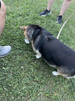 He had the pup cup that had a dog biscuit in it. That was consumed before the picture!