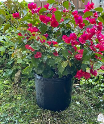 Bougainvillea