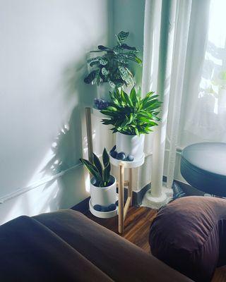 I love my plants